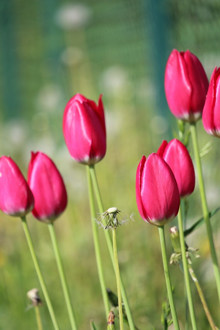 tulips