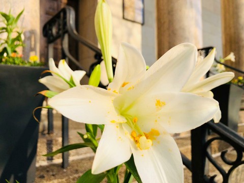 Lilies