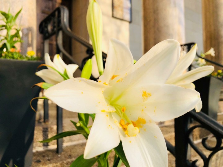 Lilies