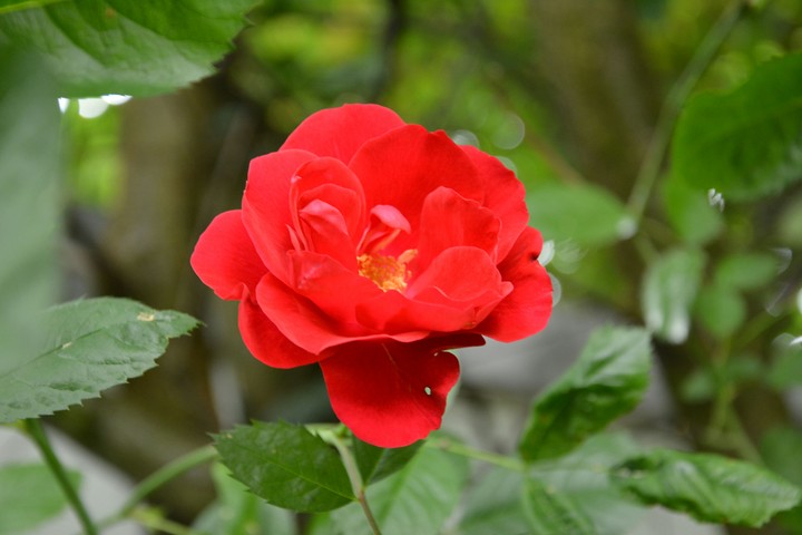 My flower