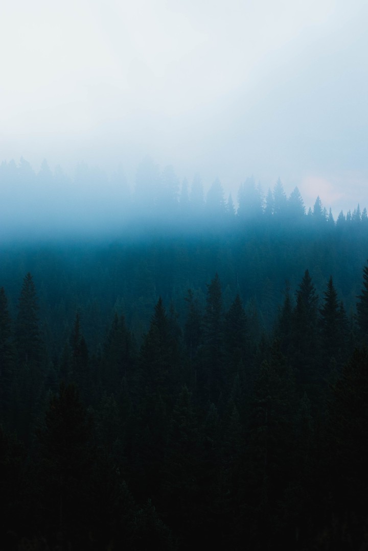 Fog