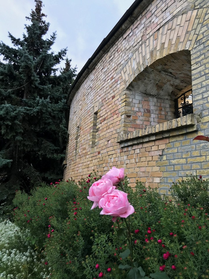 roses