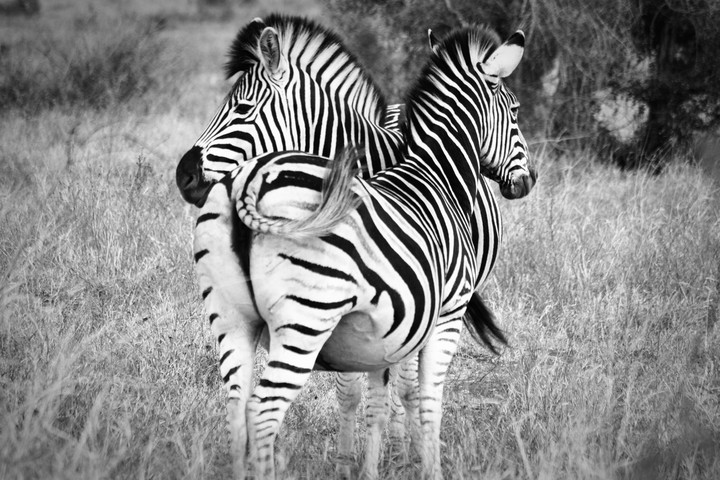 Zebras