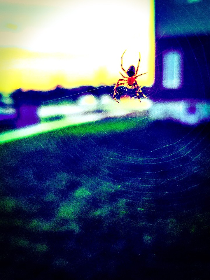 spider cobweb