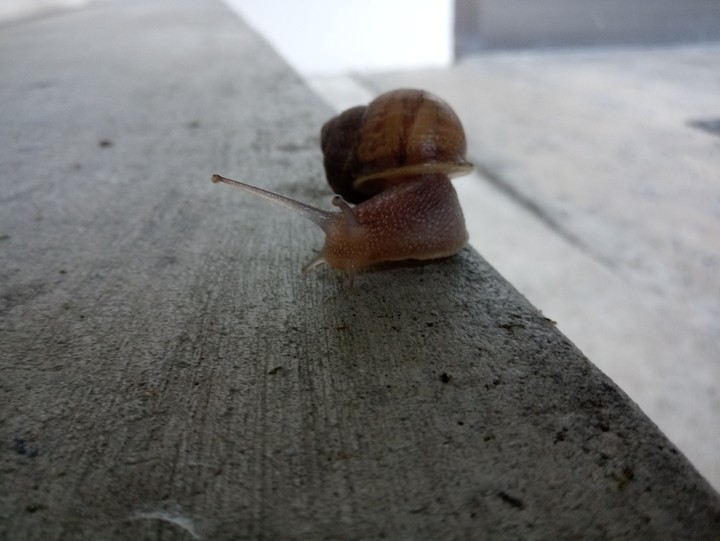 the homie