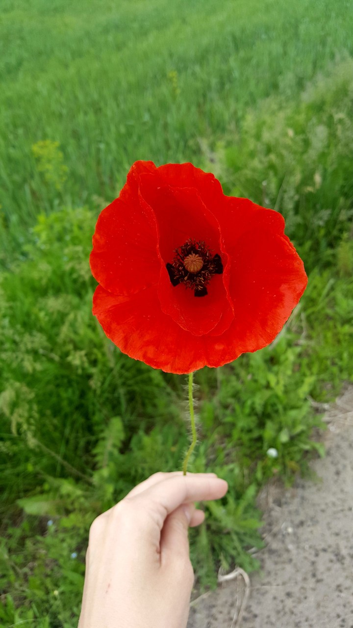 poppy
