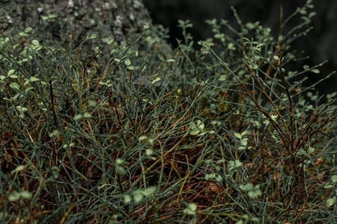 Nature in Finland