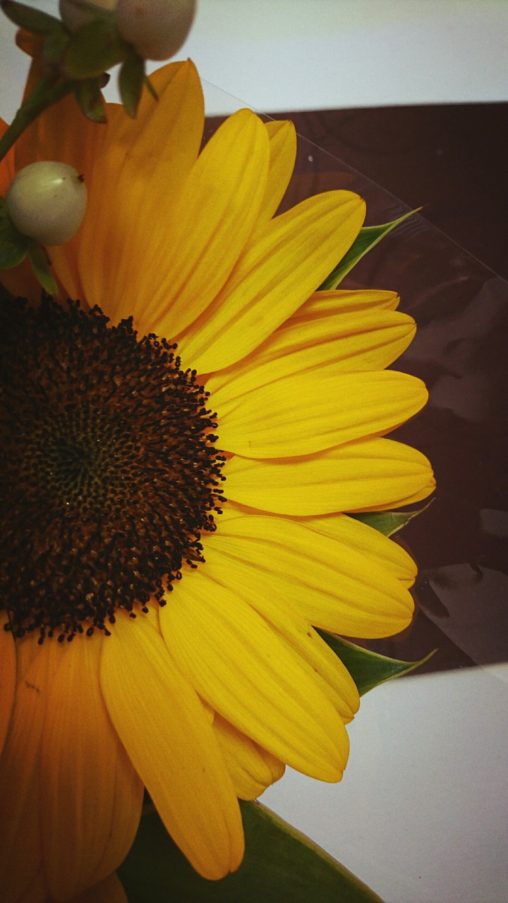 sunflower