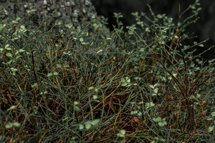 Nature in Finland 