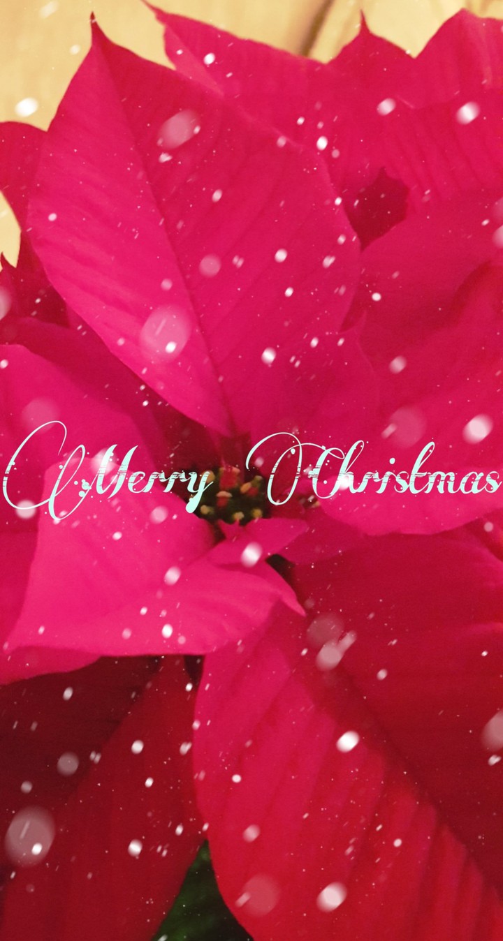 Merry Christmas