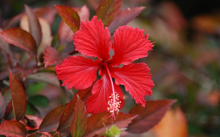 hibiscus