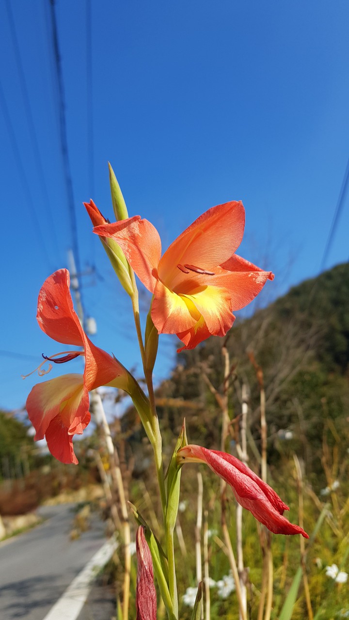 flower