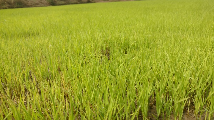 Paddy Saplings