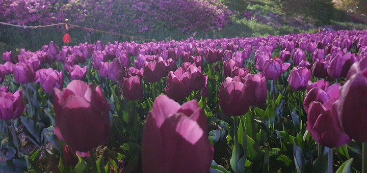 tulips - of the night