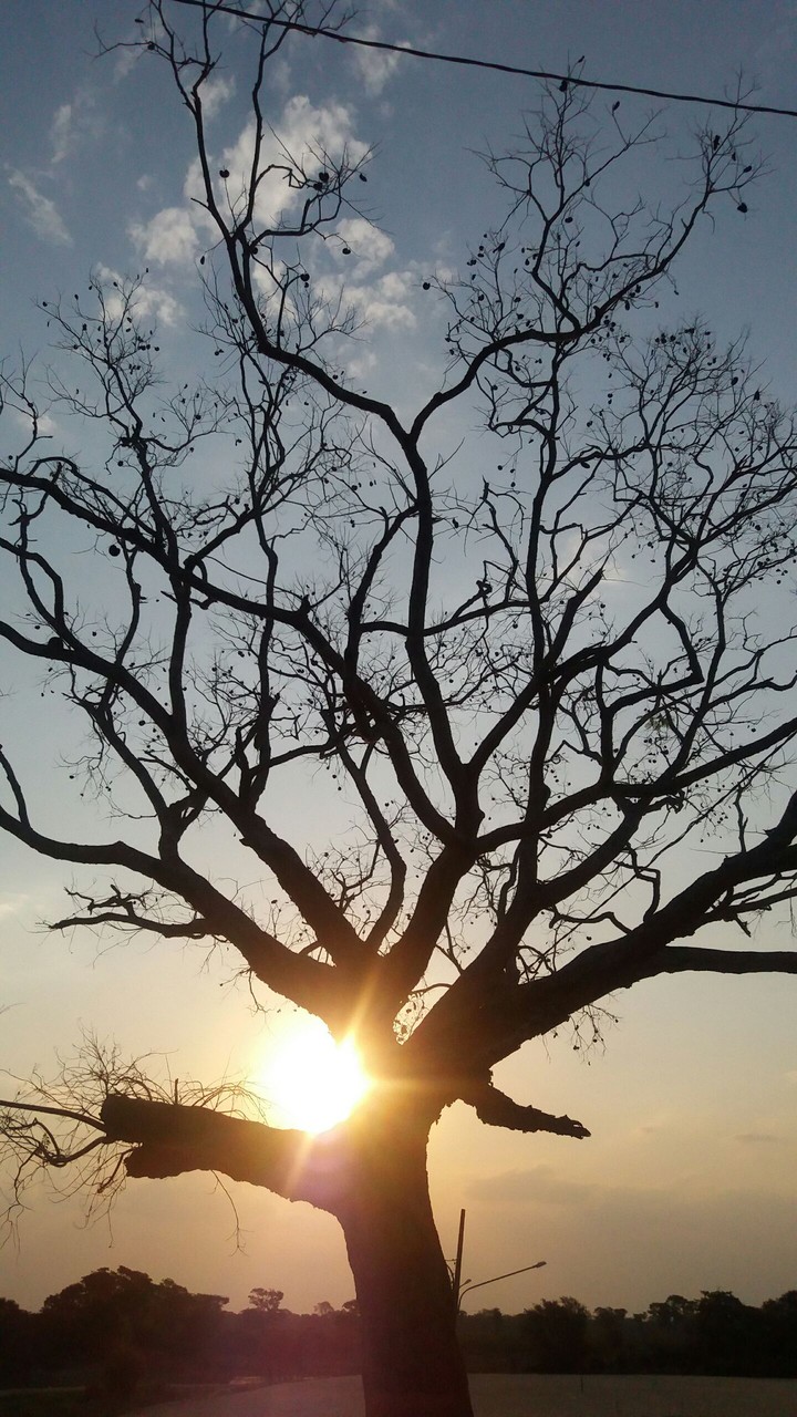 Tree at sunset on beach