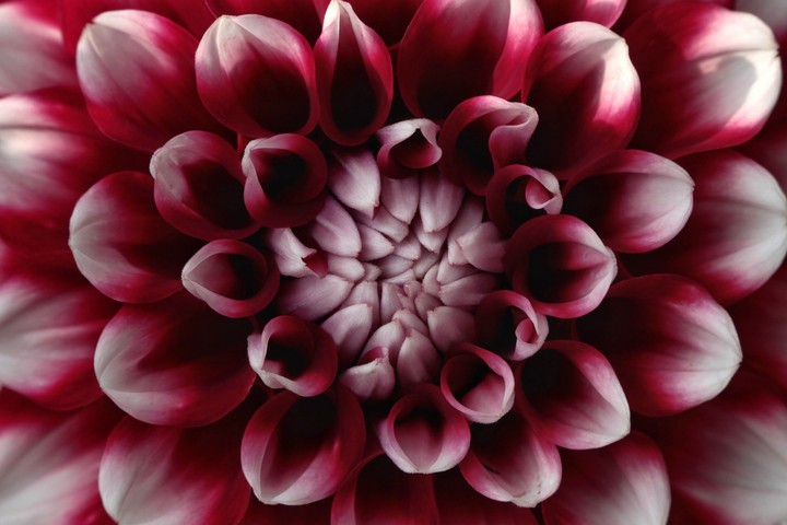Red dahlia