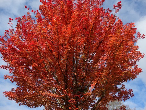 Autumn