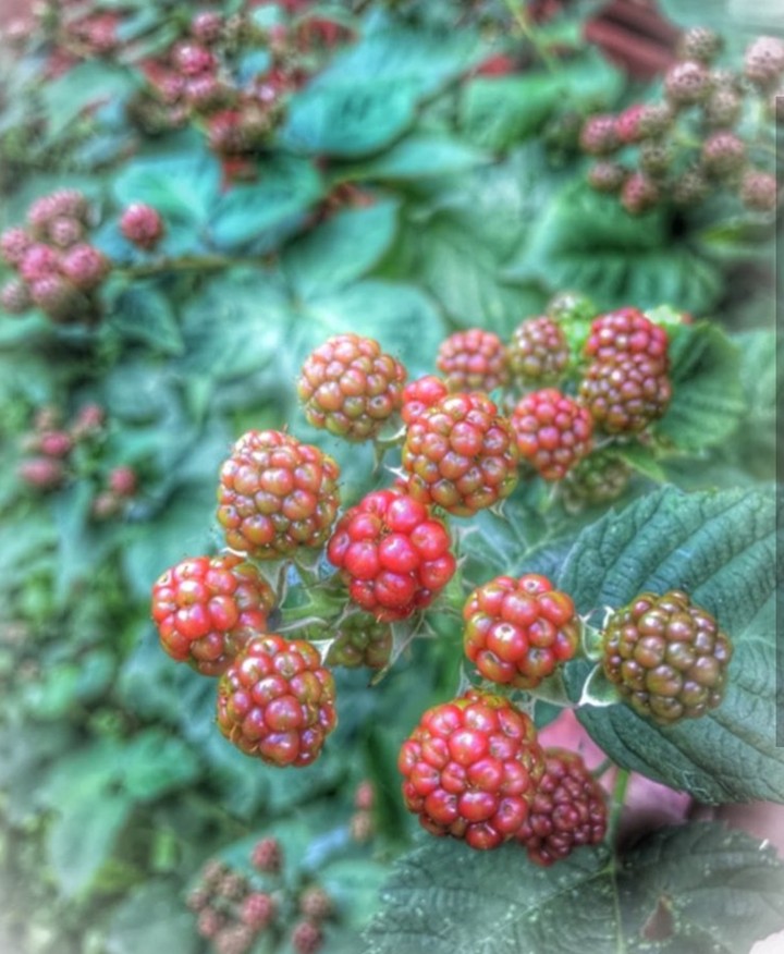 Blackberries