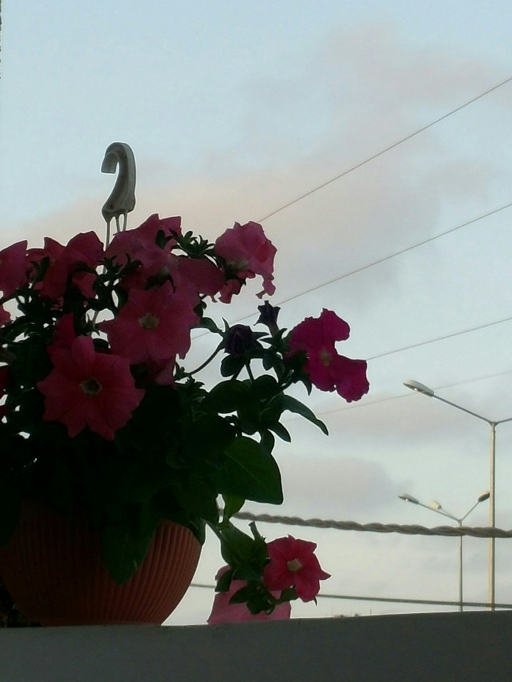 spring