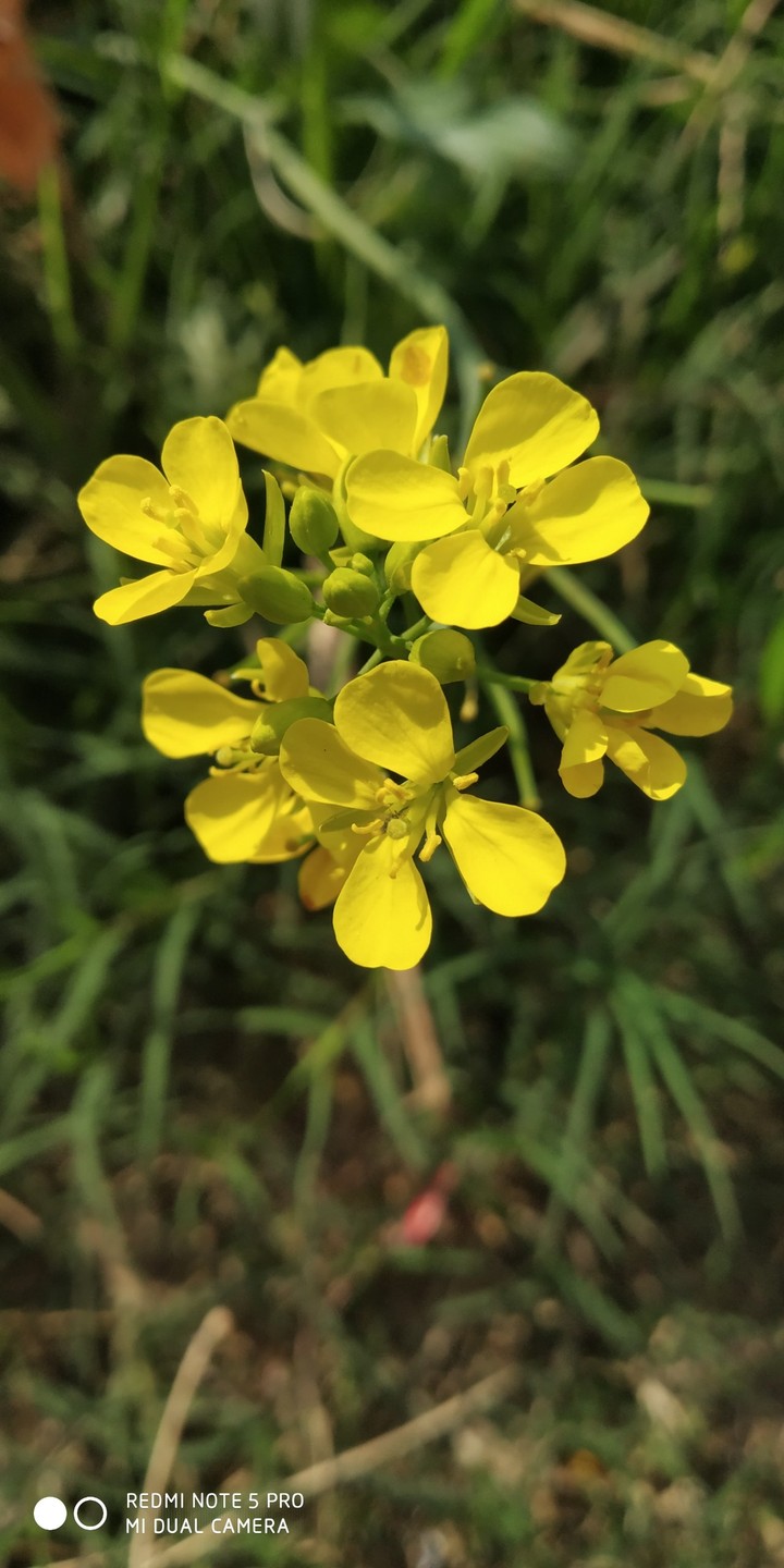 Mustard Flower