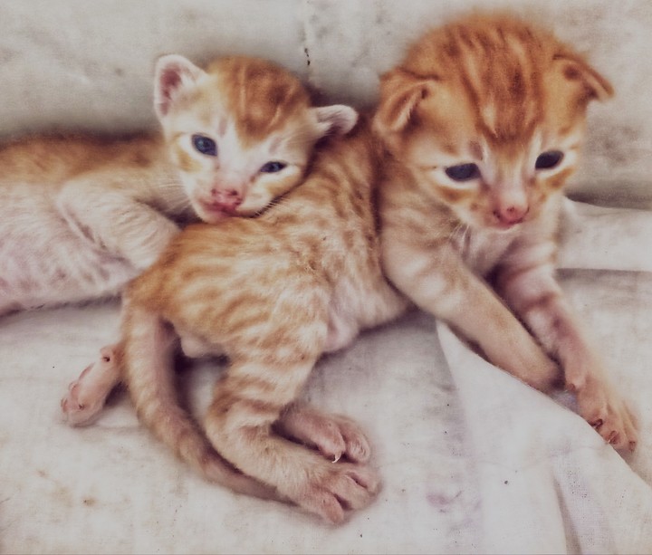 We are brothers