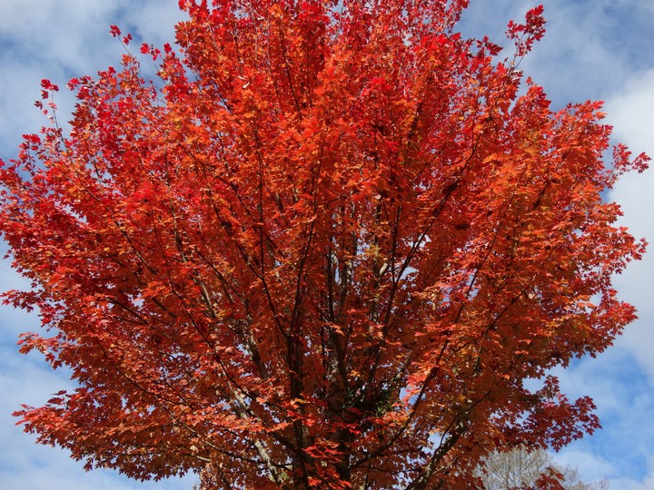 Autumn