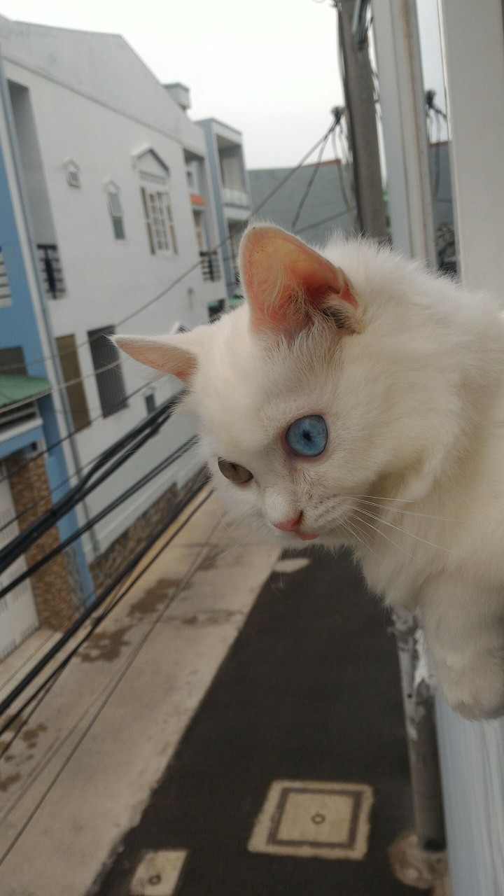 staring
