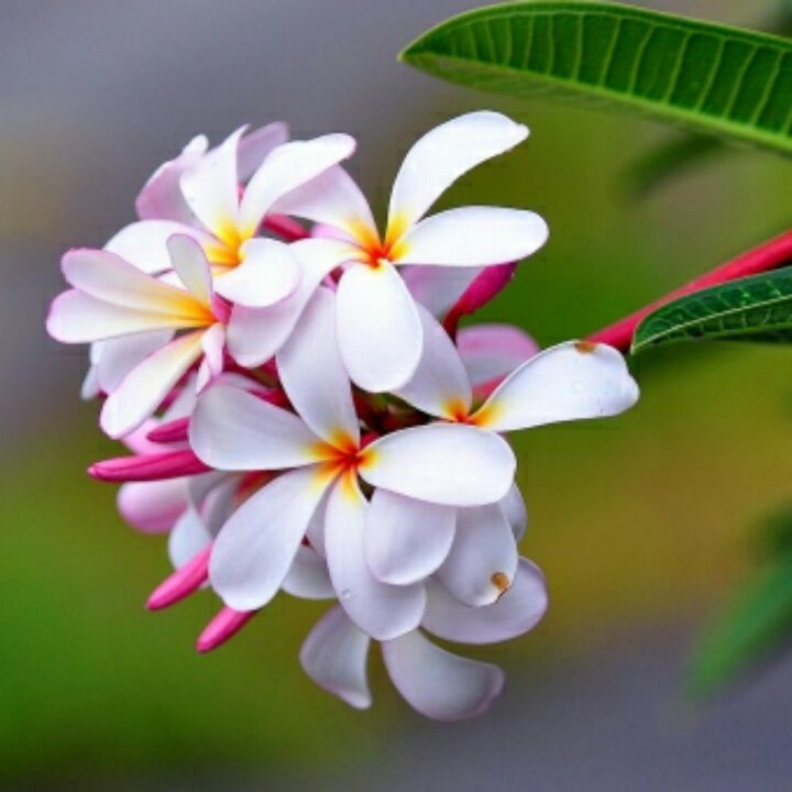 very pretty