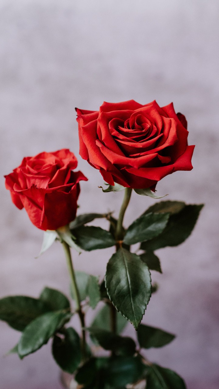 ♥