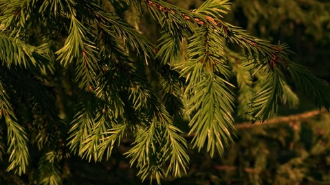 тапети fir, green