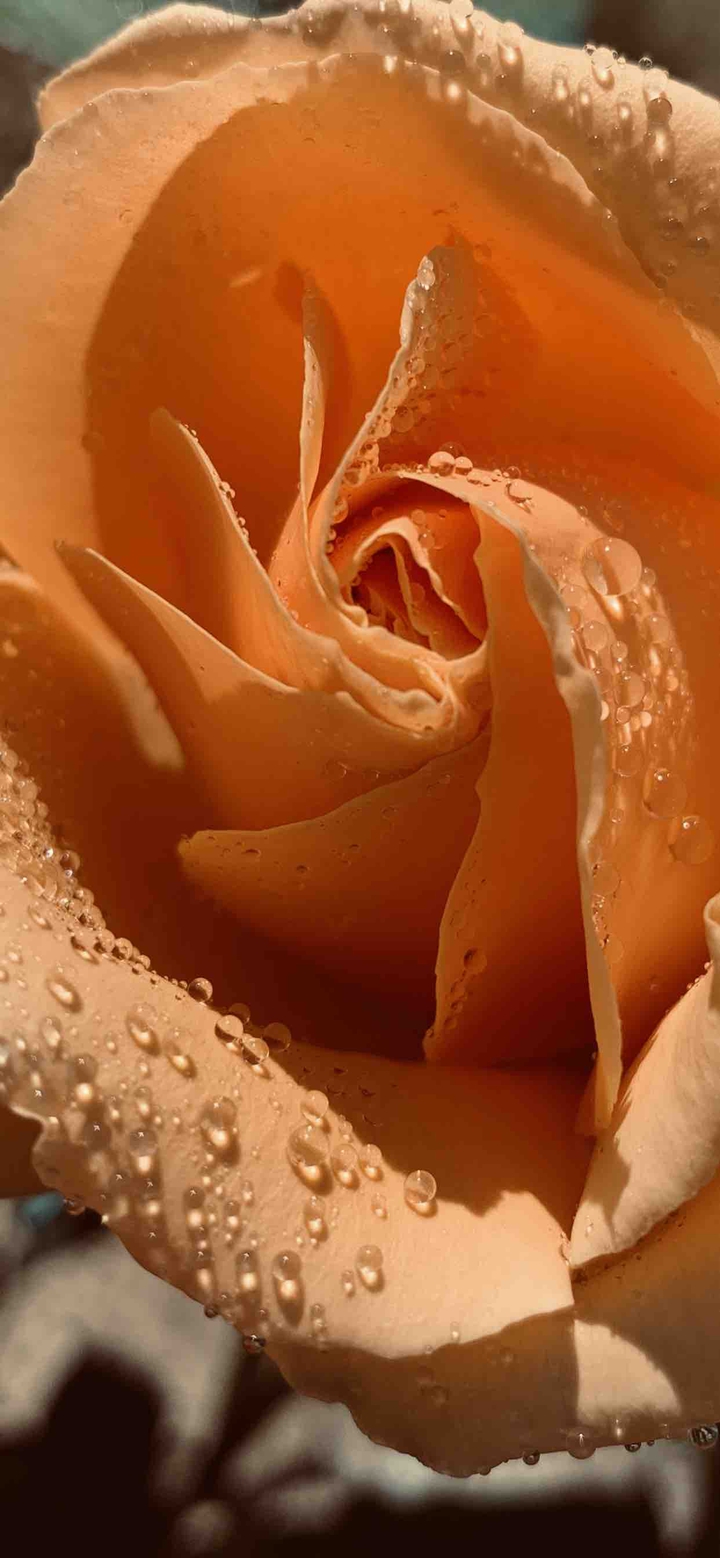 My roses