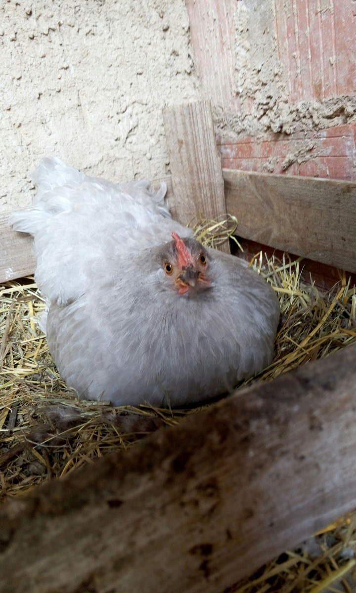Pouli ma Bantam Pékin