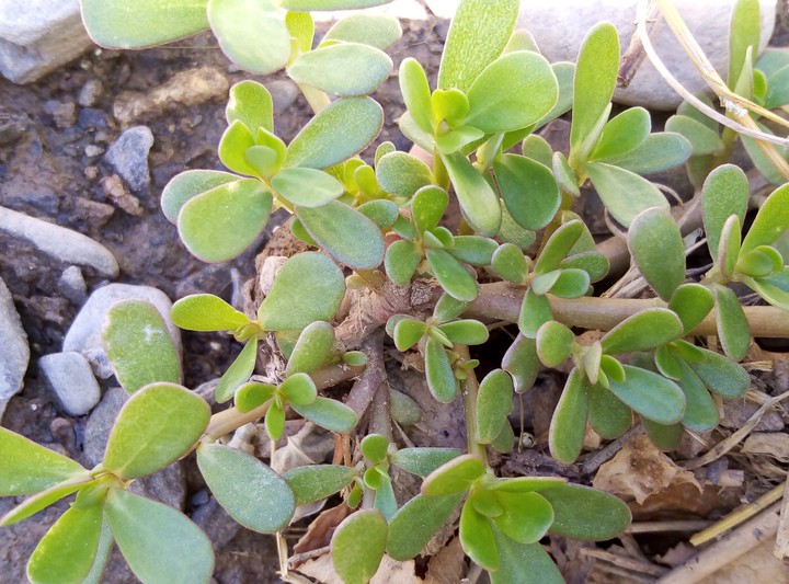 plant