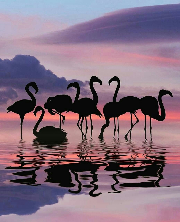 flamingo