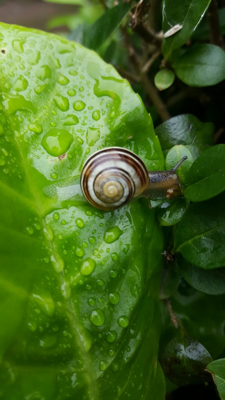 Nature