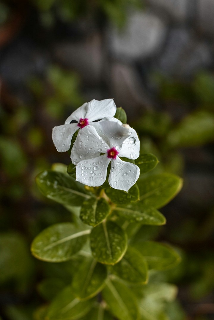 vinca rosea