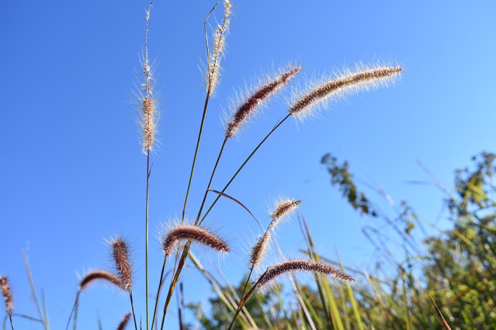 grass