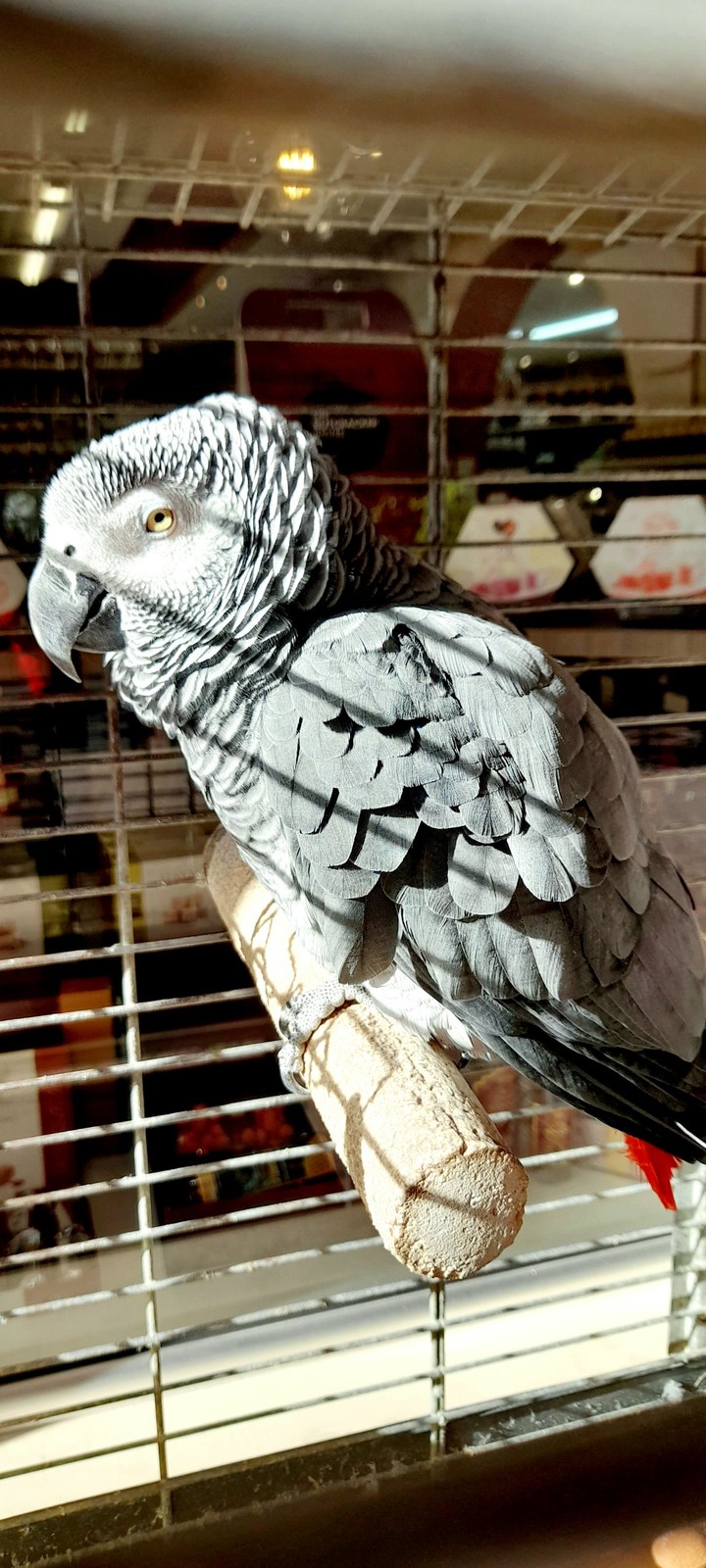 Coco The parrot