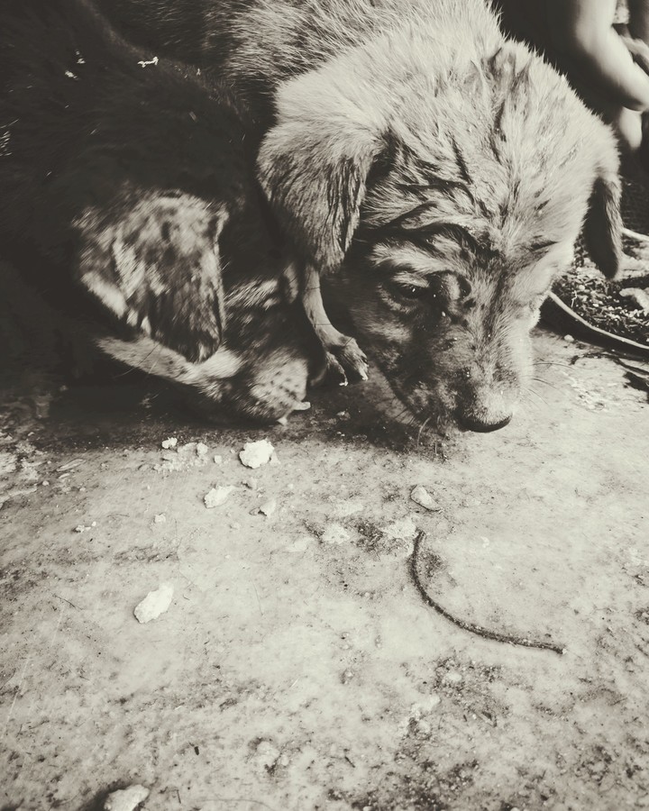 pet love