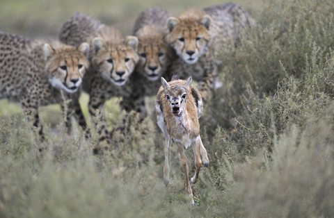 wildlife, savanna wallpapers