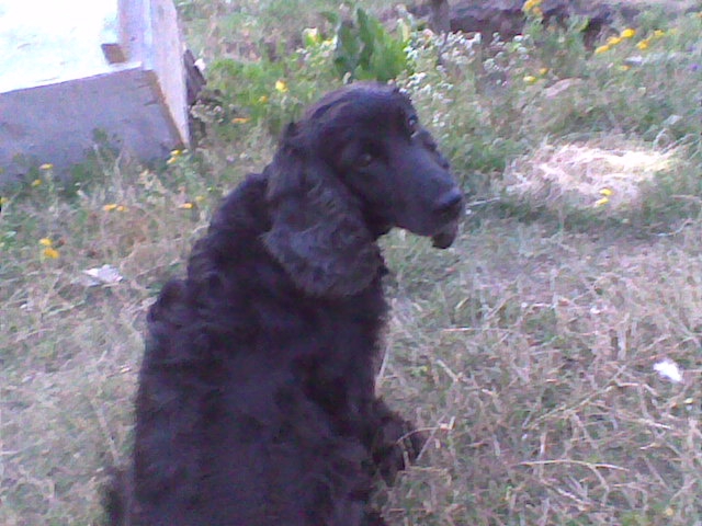 Blacky