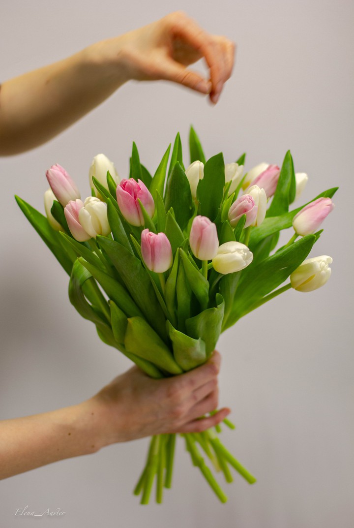 tulips
