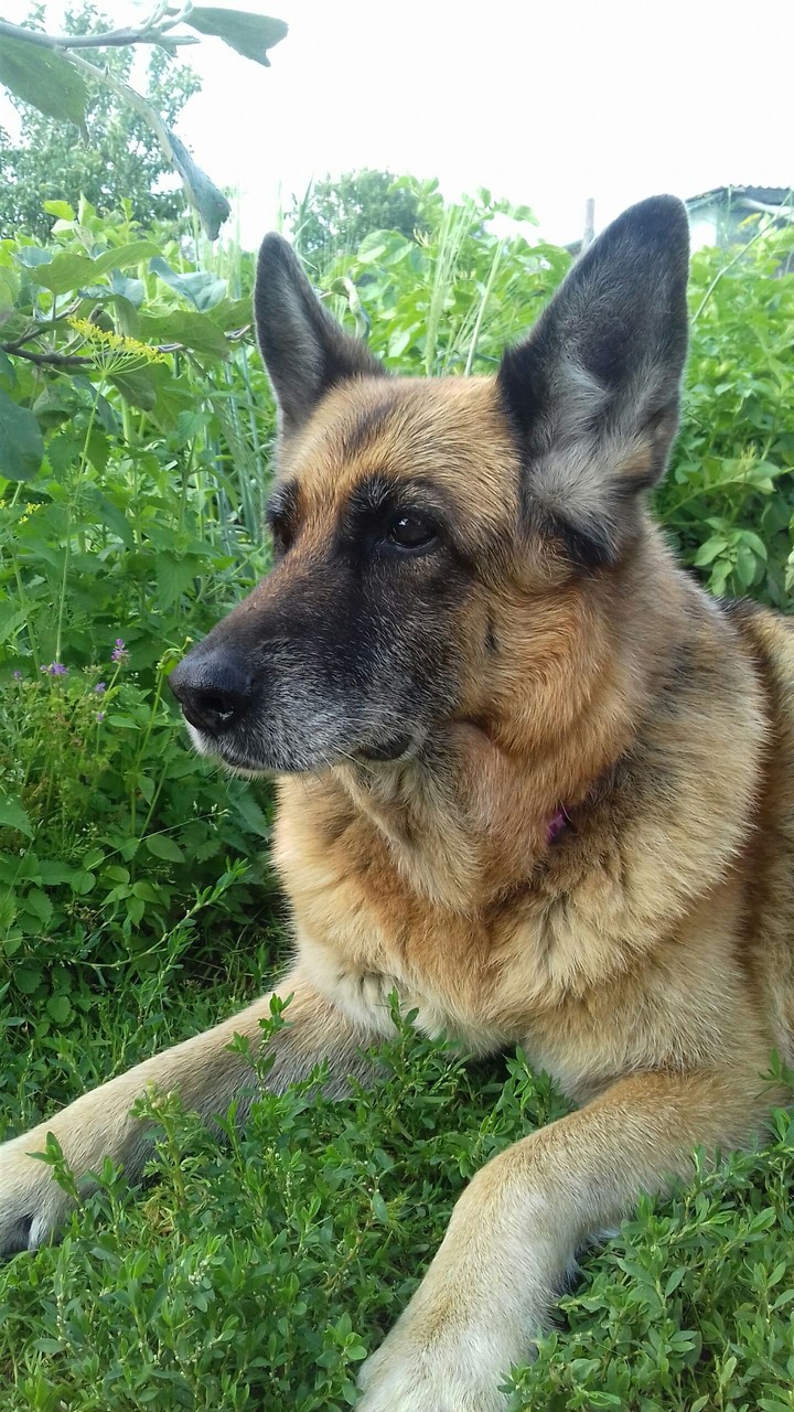 Dog
