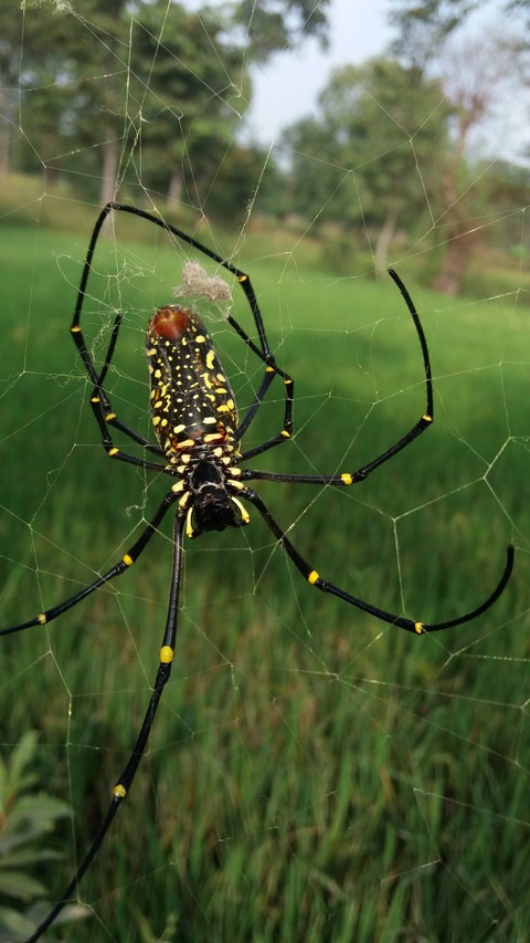 spider