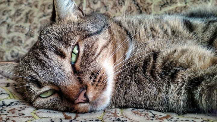 cat