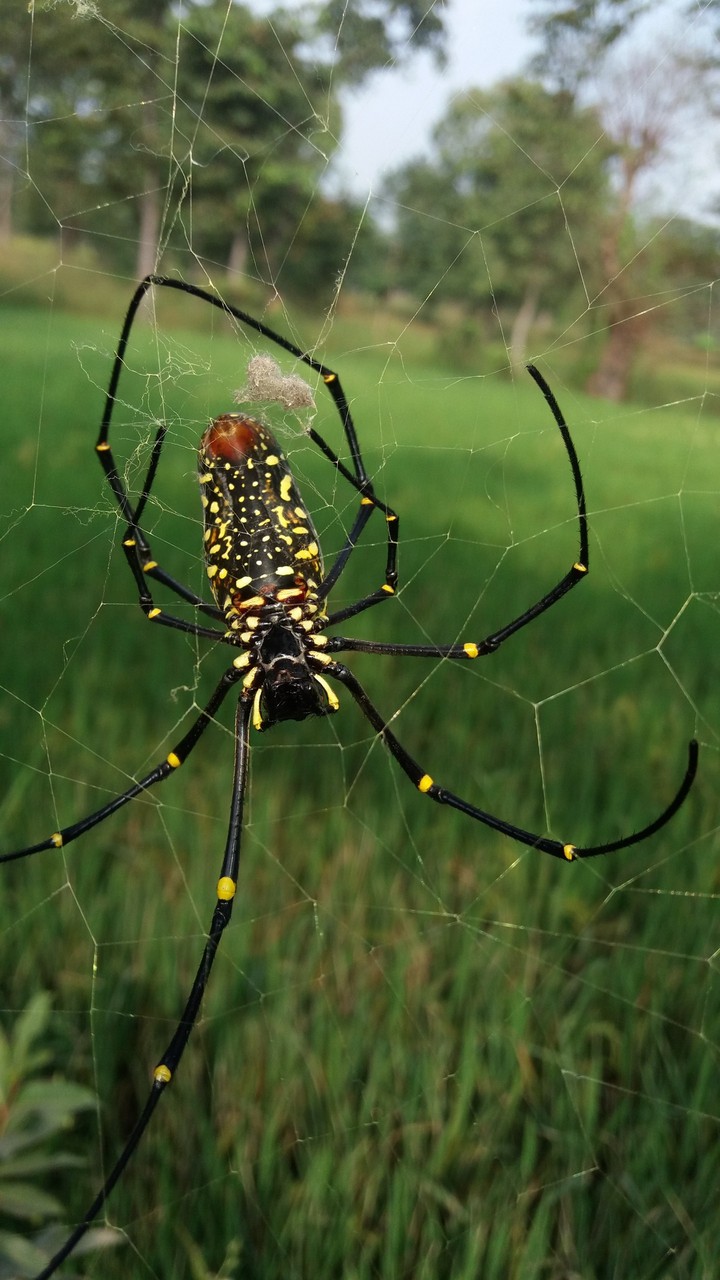 spider