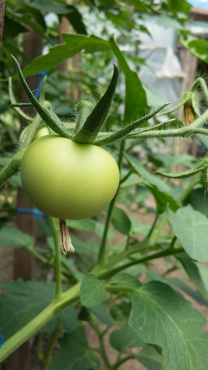 Tomatoe