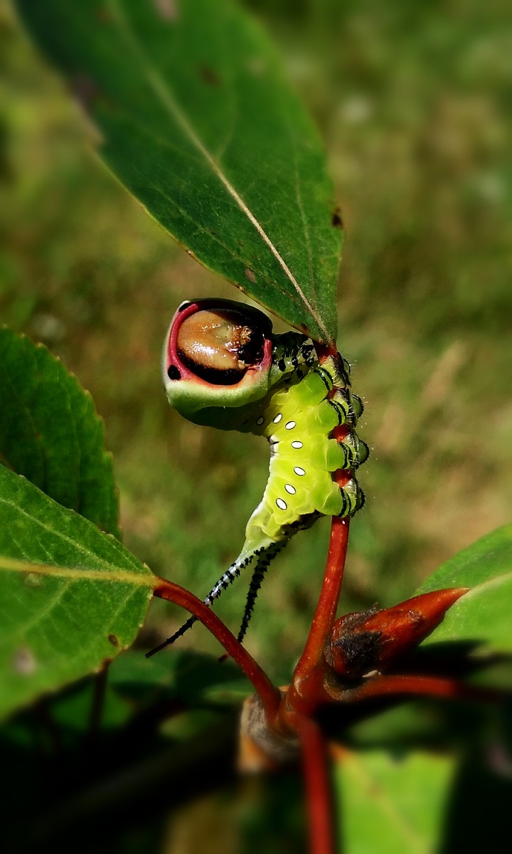 Caterpillar of the Great Harpy