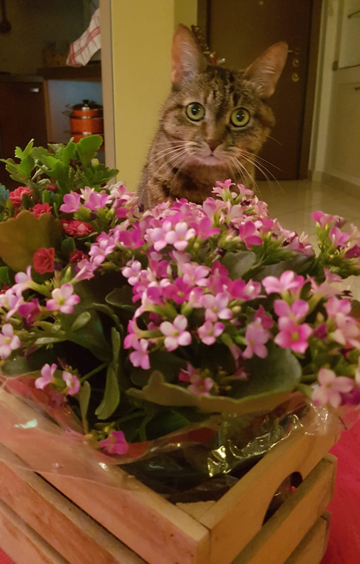 micia tra i fiori