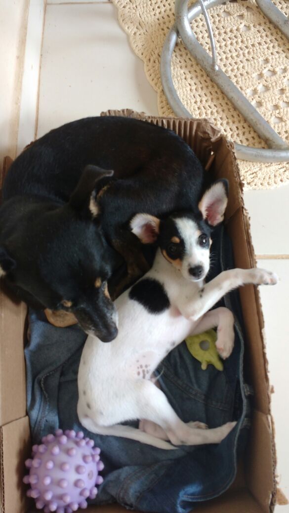 meus amores